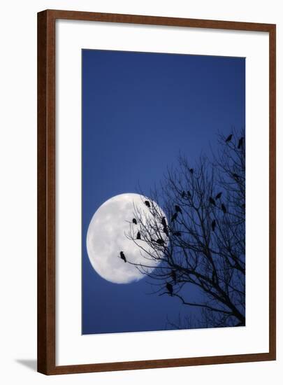 Birds, Crows, Silhouette, at Night, Moon-Herbert Kehrer-Framed Photographic Print