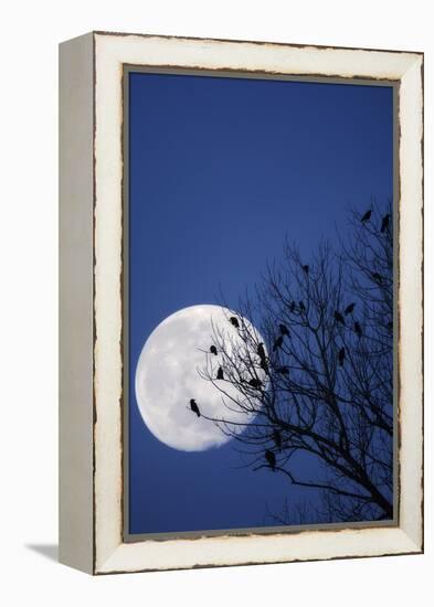 Birds, Crows, Silhouette, at Night, Moon-Herbert Kehrer-Framed Premier Image Canvas