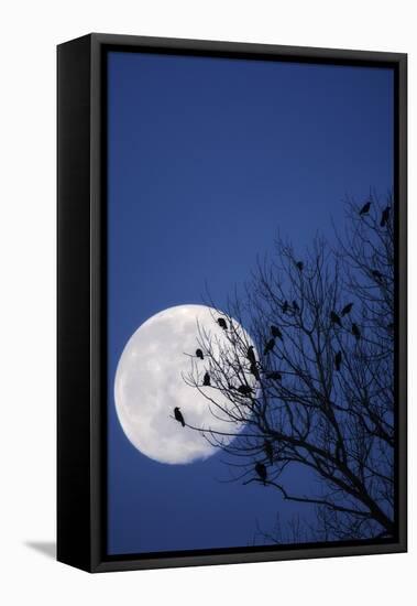 Birds, Crows, Silhouette, at Night, Moon-Herbert Kehrer-Framed Premier Image Canvas