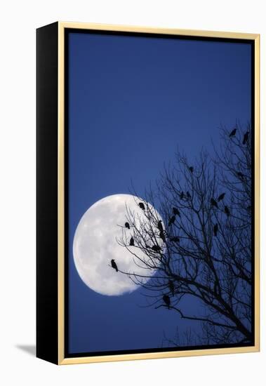 Birds, Crows, Silhouette, at Night, Moon-Herbert Kehrer-Framed Premier Image Canvas