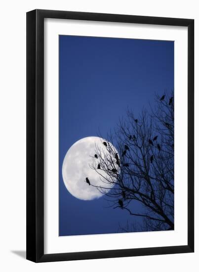 Birds, Crows, Silhouette, at Night, Moon-Herbert Kehrer-Framed Photographic Print