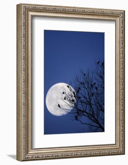 Birds, Crows, Silhouette, at Night, Moon-Herbert Kehrer-Framed Photographic Print