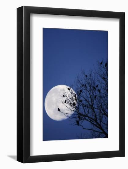 Birds, Crows, Silhouette, at Night, Moon-Herbert Kehrer-Framed Photographic Print