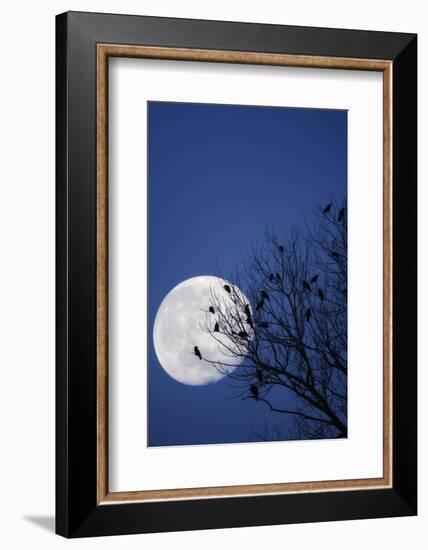 Birds, Crows, Silhouette, at Night, Moon-Herbert Kehrer-Framed Photographic Print