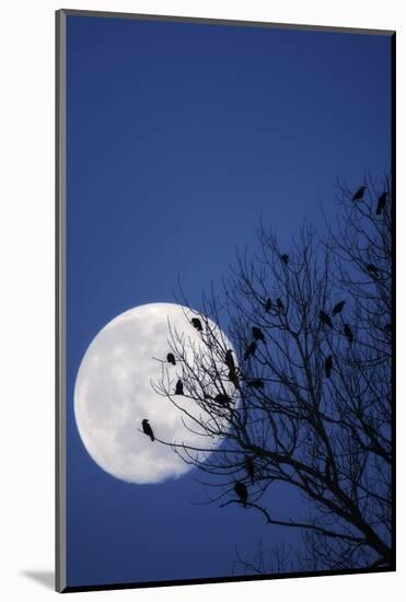 Birds, Crows, Silhouette, at Night, Moon-Herbert Kehrer-Mounted Photographic Print