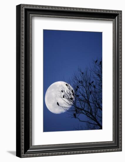 Birds, Crows, Silhouette, at Night, Moon-Herbert Kehrer-Framed Photographic Print