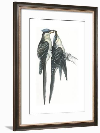 Birds: Cuculiformes, Great Spotted Cuckoos, (Clamator Glandarius) Mating-null-Framed Giclee Print