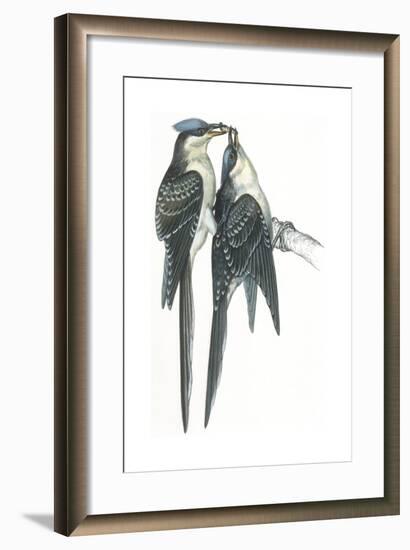 Birds: Cuculiformes, Great Spotted Cuckoos, (Clamator Glandarius) Mating-null-Framed Giclee Print