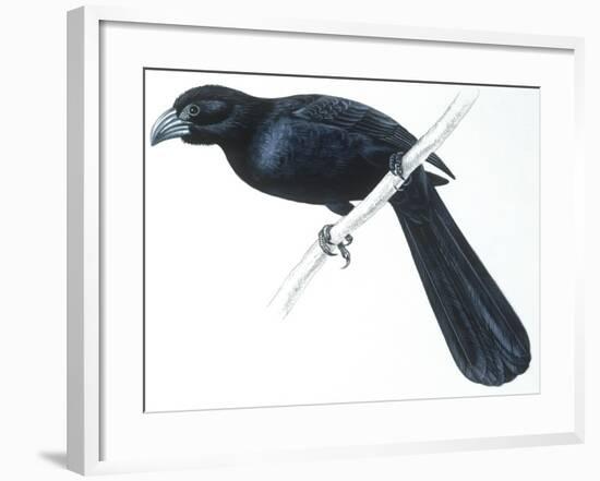 Birds, Cuculiformes, Groove-Billed Ani (Crotophaga Sulcirostris)-null-Framed Giclee Print