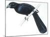 Birds, Cuculiformes, Groove-Billed Ani (Crotophaga Sulcirostris)-null-Mounted Giclee Print