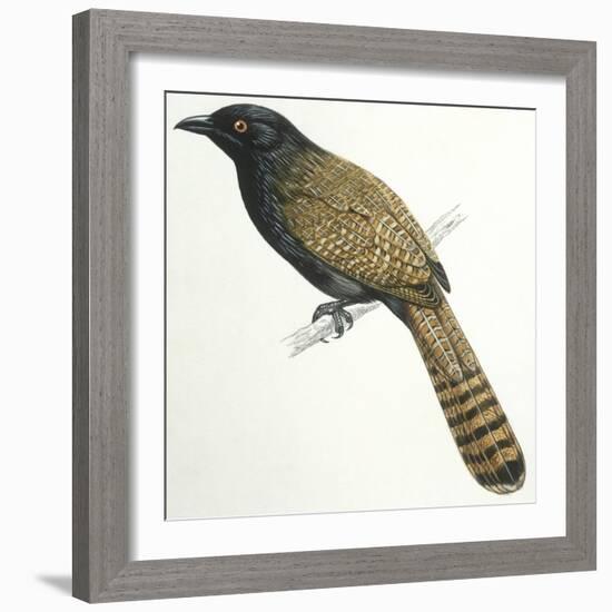 Birds, Cuculiformes, Pheasant Coucal (Centropus Phasianinus)-null-Framed Giclee Print