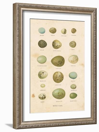 Birds Eggs I-Gwendolyn Babbitt-Framed Art Print