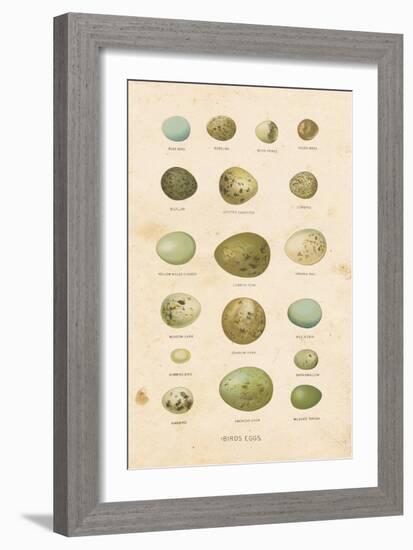 Birds Eggs I-Gwendolyn Babbitt-Framed Art Print