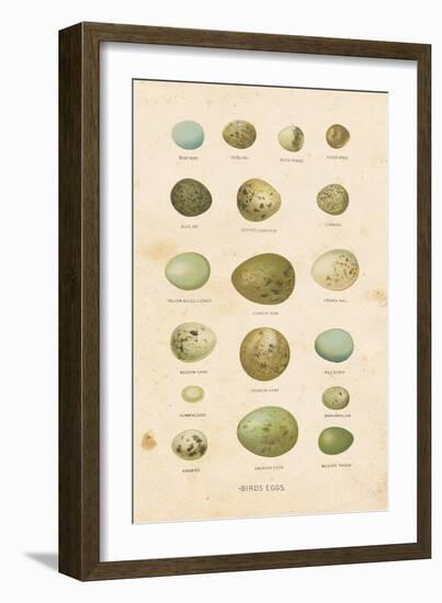 Birds Eggs I-Gwendolyn Babbitt-Framed Art Print