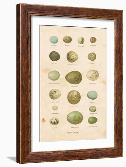 Birds Eggs I-Gwendolyn Babbitt-Framed Art Print