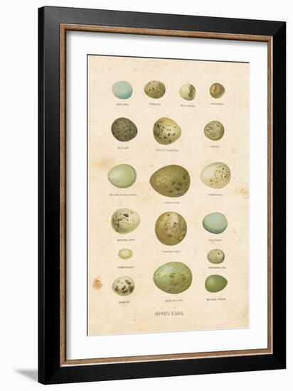 Birds Eggs I-Gwendolyn Babbitt-Framed Art Print