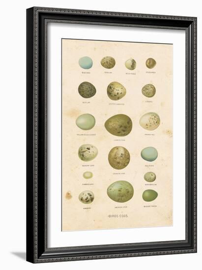 Birds Eggs I-Gwendolyn Babbitt-Framed Art Print