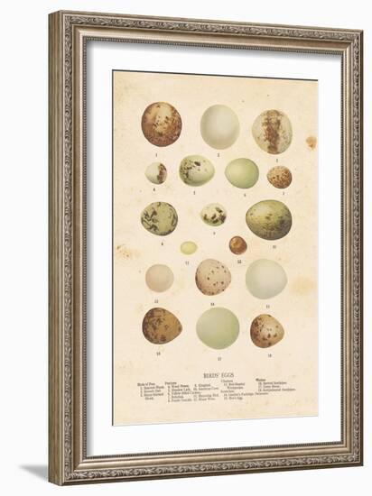 Birds Eggs II-Gwendolyn Babbitt-Framed Art Print