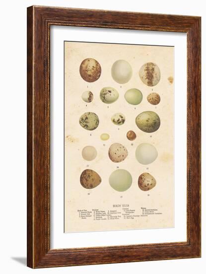 Birds Eggs II-Gwendolyn Babbitt-Framed Art Print