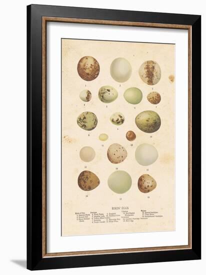 Birds Eggs II-Gwendolyn Babbitt-Framed Art Print