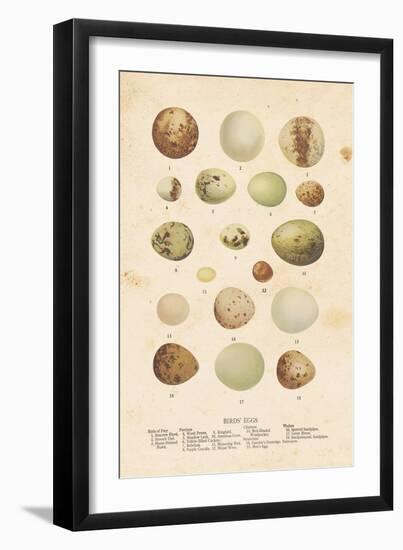 Birds Eggs II-Gwendolyn Babbitt-Framed Art Print