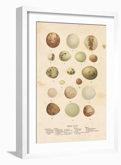 Birds Eggs II-Gwendolyn Babbitt-Framed Art Print