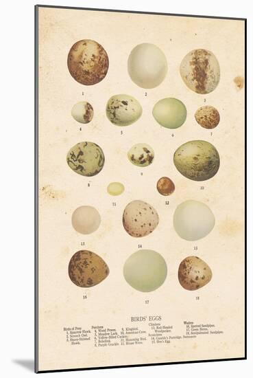 Birds Eggs II-Gwendolyn Babbitt-Mounted Art Print