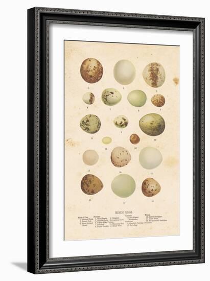 Birds Eggs II-Gwendolyn Babbitt-Framed Art Print