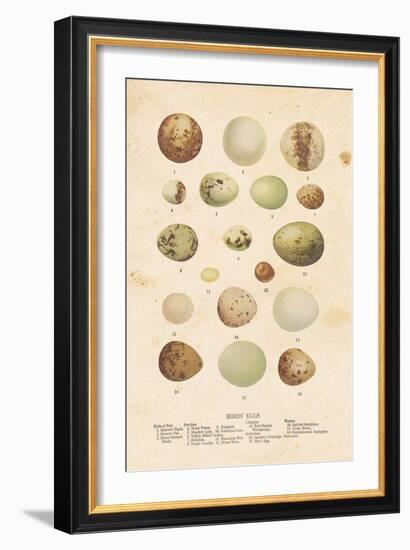 Birds Eggs II-Gwendolyn Babbitt-Framed Art Print