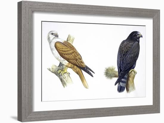 Birds: Falconiformes, Brahminy Kite (Haliastur Indus) and Zone-Tailed Hawk (Buteo Albonotatus)-null-Framed Giclee Print