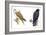 Birds: Falconiformes, Brahminy Kite (Haliastur Indus) and Zone-Tailed Hawk (Buteo Albonotatus)-null-Framed Giclee Print