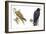 Birds: Falconiformes, Brahminy Kite (Haliastur Indus) and Zone-Tailed Hawk (Buteo Albonotatus)-null-Framed Giclee Print