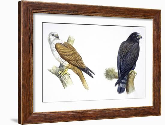 Birds: Falconiformes, Brahminy Kite (Haliastur Indus) and Zone-Tailed Hawk (Buteo Albonotatus)-null-Framed Giclee Print