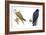 Birds: Falconiformes, Brahminy Kite (Haliastur Indus) and Zone-Tailed Hawk (Buteo Albonotatus)-null-Framed Giclee Print