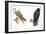 Birds: Falconiformes, Brahminy Kite (Haliastur Indus) and Zone-Tailed Hawk (Buteo Albonotatus)-null-Framed Giclee Print