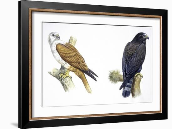 Birds: Falconiformes, Brahminy Kite (Haliastur Indus) and Zone-Tailed Hawk (Buteo Albonotatus)-null-Framed Giclee Print