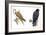 Birds: Falconiformes, Brahminy Kite (Haliastur Indus) and Zone-Tailed Hawk (Buteo Albonotatus)-null-Framed Giclee Print
