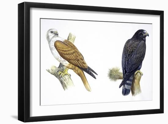 Birds: Falconiformes, Brahminy Kite (Haliastur Indus) and Zone-Tailed Hawk (Buteo Albonotatus)-null-Framed Giclee Print