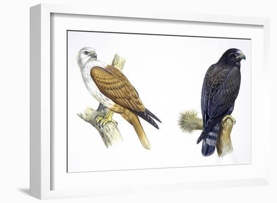 Birds: Falconiformes, Brahminy Kite (Haliastur Indus) and Zone-Tailed Hawk (Buteo Albonotatus)-null-Framed Giclee Print