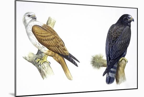 Birds: Falconiformes, Brahminy Kite (Haliastur Indus) and Zone-Tailed Hawk (Buteo Albonotatus)-null-Mounted Giclee Print