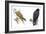 Birds: Falconiformes, Brahminy Kite (Haliastur Indus) and Zone-Tailed Hawk (Buteo Albonotatus)-null-Framed Giclee Print