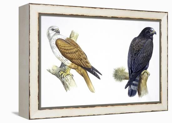 Birds: Falconiformes, Brahminy Kite (Haliastur Indus) and Zone-Tailed Hawk (Buteo Albonotatus)-null-Framed Premier Image Canvas