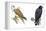 Birds: Falconiformes, Brahminy Kite (Haliastur Indus) and Zone-Tailed Hawk (Buteo Albonotatus)-null-Framed Premier Image Canvas