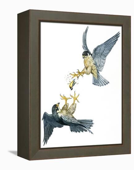 Birds: Falconiformes, Couple of Peregrine Falcon (Falco Peregrinus) Chasing for Prey-null-Framed Premier Image Canvas