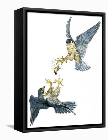 Birds: Falconiformes, Couple of Peregrine Falcon (Falco Peregrinus) Chasing for Prey-null-Framed Premier Image Canvas