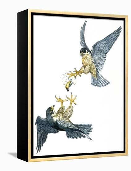 Birds: Falconiformes, Couple of Peregrine Falcon (Falco Peregrinus) Chasing for Prey-null-Framed Premier Image Canvas