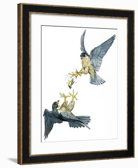 Birds: Falconiformes, Couple of Peregrine Falcon (Falco Peregrinus) Chasing for Prey-null-Framed Giclee Print