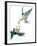 Birds: Falconiformes, Couple of Peregrine Falcon (Falco Peregrinus) Chasing for Prey-null-Framed Giclee Print