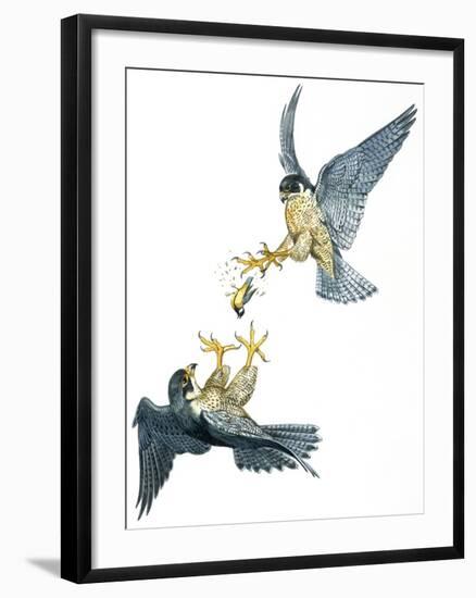 Birds: Falconiformes, Couple of Peregrine Falcon (Falco Peregrinus) Chasing for Prey-null-Framed Giclee Print