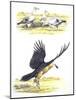 Birds: Falconiformes, Egyptian Vulture (Neophron Percnopterus) Surrounding Animal Skeleton-null-Mounted Giclee Print